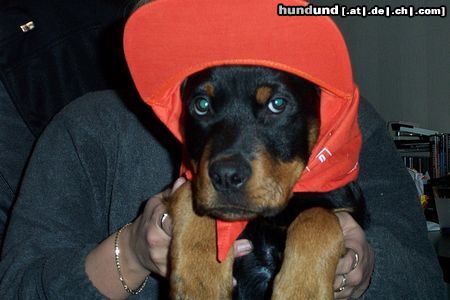 Rottweiler Hunde Foto 9491 Rottweiler Cujo, 5 mnd