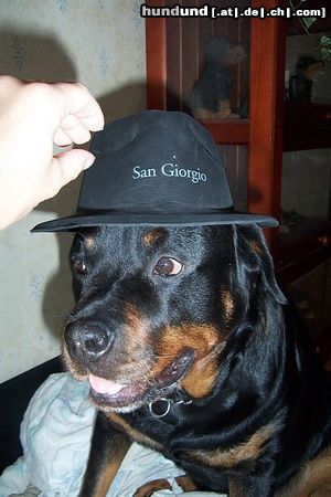 Rottweiler Hunde Foto 9492 Rottweiler Donja 7 jaar