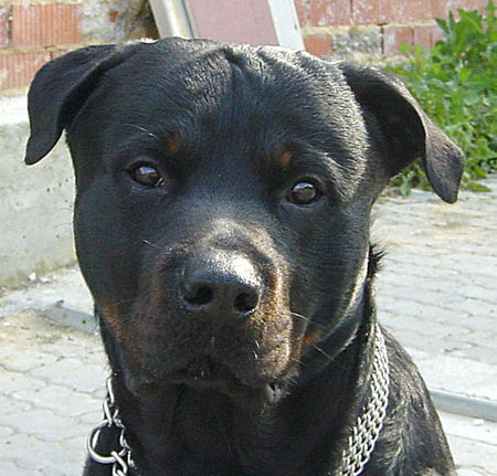 Rottweiler Können diese Augen lügen?