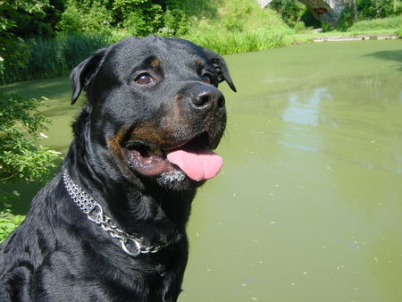 Rottweiler Hunde Foto 38741 in höherer Auflösung ansehen Rottweiler Ich bin halt doch der schönste am See