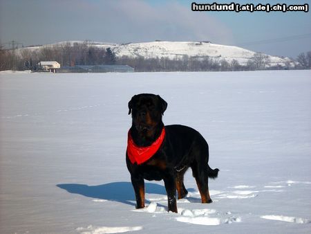 Rottweiler Valentino