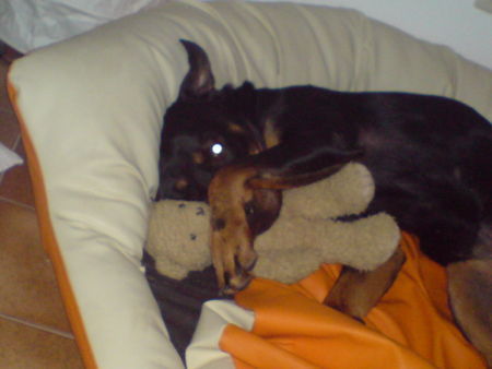 Rottweiler Da war doch was?!?
