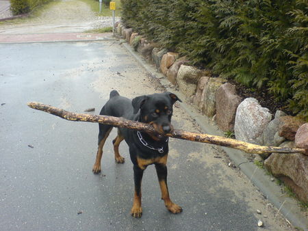 Rottweiler Hunde Foto 40731 in höherer Auflösung ansehen Rottweiler Hektor aus Plön