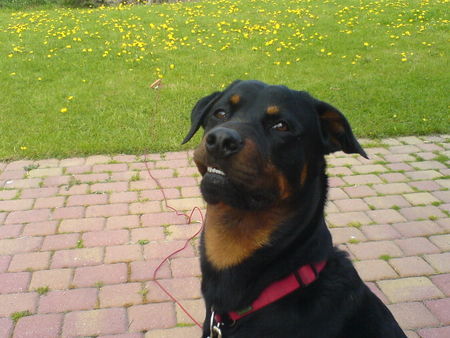 Rottweiler Hektor 3 Jahre alt