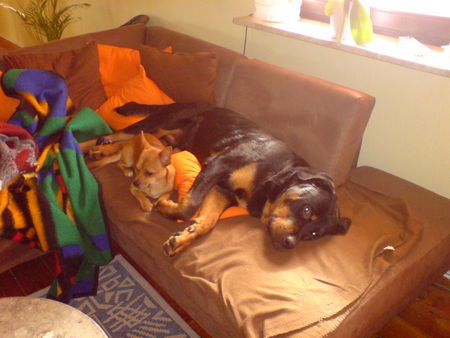 Rottweiler Hunde Foto 41598 in höherer Auflösung ansehen Rottweiler Sancho&Cash