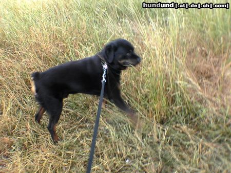 Rottweiler Hunde Foto 23055 in höherer Auflösung ansehen Rottweiler Tyson