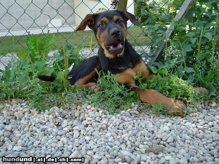 Rottweiler Hunde Foto 5942 Rottweiler der kleinen süsse DSH-RottiMix Tequilla in seinem Element
