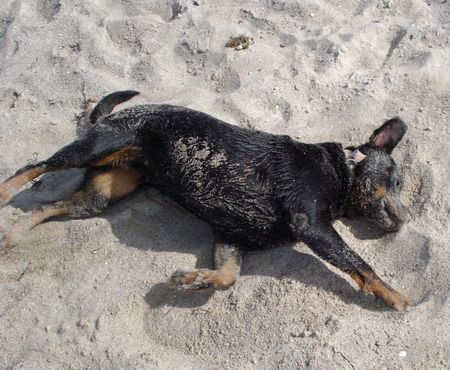 Rottweiler Hunde Foto 41107 in höherer Auflösung ansehen Rottweiler Roxy am Strand von Laboe