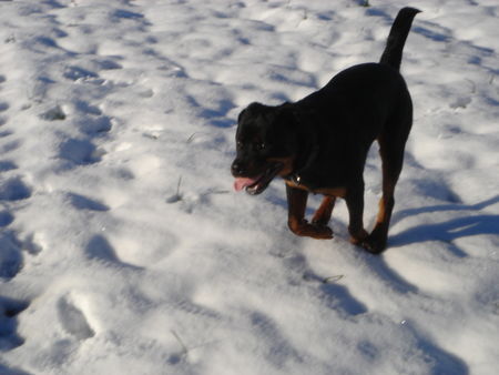 Rottweiler Hunde Foto 30234 in höherer Auflösung ansehen Rottweiler on the run !