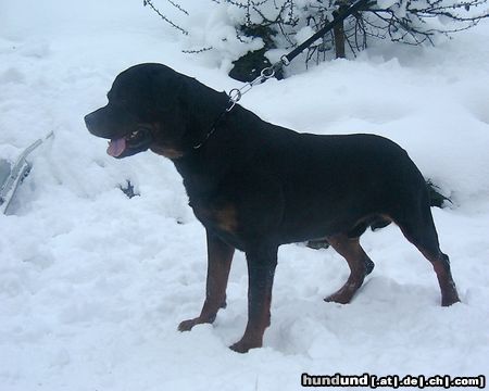 Rottweiler Hunde Foto 8567 Rottweiler Private-Stefal Joosep