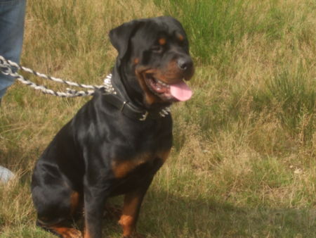 Rottweiler Hunde Foto 41397 in höherer Auflösung ansehen Rottweiler Tyson