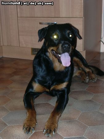 Rottweiler Hunde Foto 6971 Rottweiler Angel 4 Jahre alt