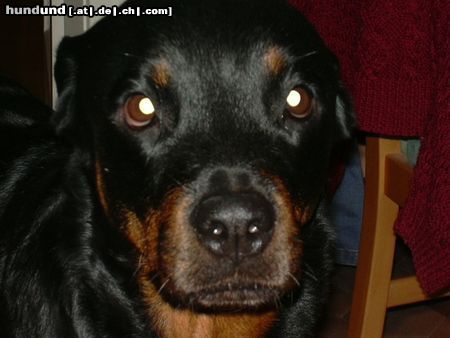 Rottweiler Hunde Foto 6974 Rottweiler Angel 4 Jahre alt