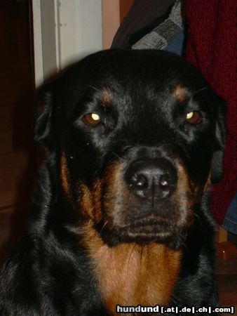 Rottweiler Hunde Foto 6970 Rottweiler Angel 4 Jahre alt