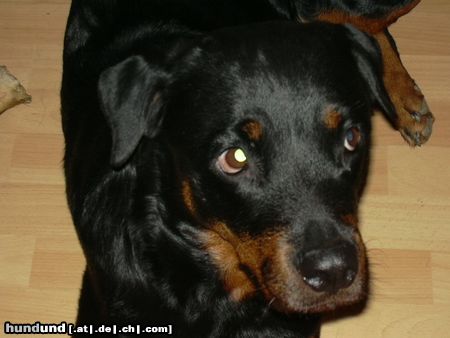 Rottweiler Hunde Foto 6972 Rottweiler Angel 4 Jahre alt