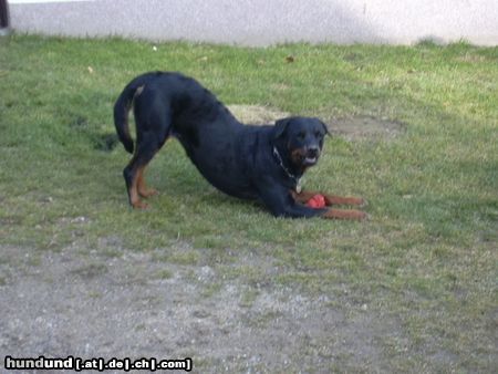 Rottweiler Angel 4 Jahre alt