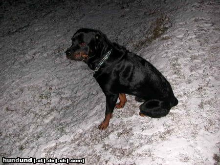 Rottweiler Hunde Foto 11394 Rottweiler Tyson im Schnee
