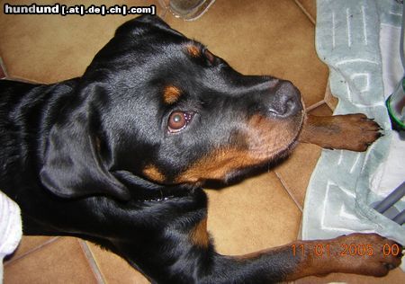 Rottweiler Die Famielie