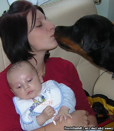 Rottweiler Hunde Foto 17764 in höherer Auflösung ansehen Rottweiler Die Famielie