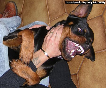 Rottweiler Das sind BEISSERCHEN
