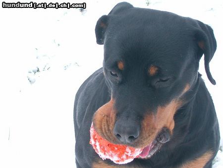 Rottweiler Hunde Foto 10980 Rottweiler nochmal ginia