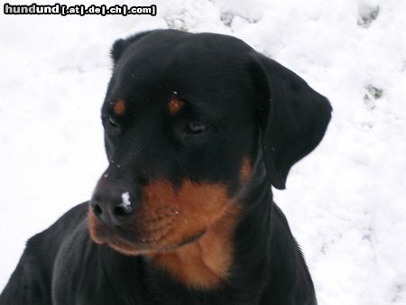 Rottweiler Hunde Foto 10949 Rottweiler