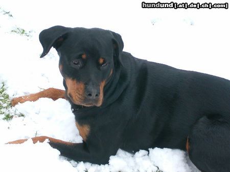 Rottweiler Hunde Foto 10982 Rottweiler ginia