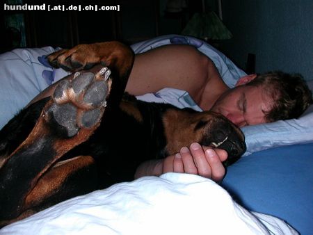 Rottweiler Hunde Foto 11523 Rottweiler ginie