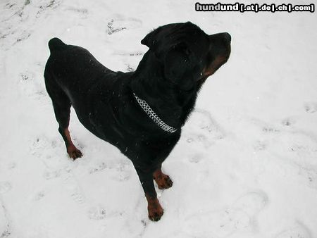 Rottweiler Hunde Foto 11398 Rottweiler Tyson