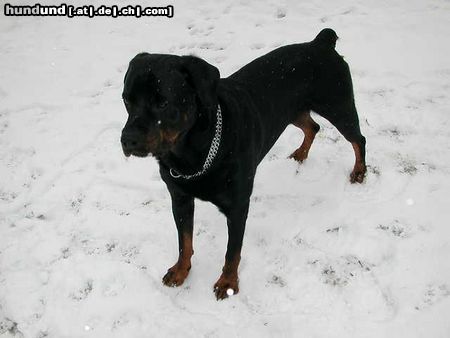 Rottweiler Hunde Foto 11400 Rottweiler Tyson