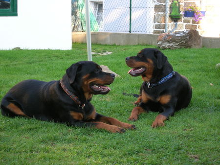 Rottweiler Alissa und Alice vom Braunauer Wappen