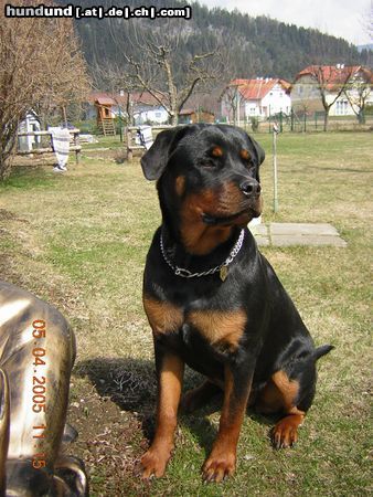Rottweiler Hunde Foto 21537 in höherer Auflösung ansehen Rottweiler Omega von Edelsee
