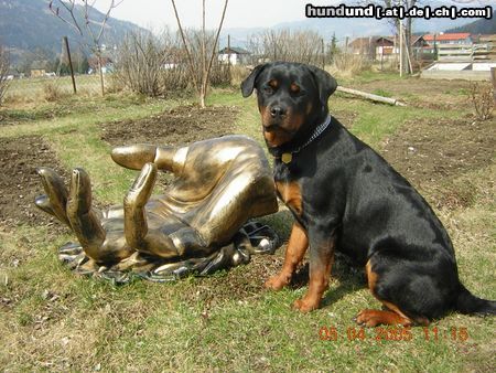 Rottweiler Hunde Foto 21538 in höherer Auflösung ansehen Rottweiler Omega von Edelsee