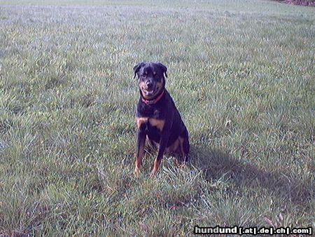 Rottweiler Hunde Foto 13363 Rottweiler Dana