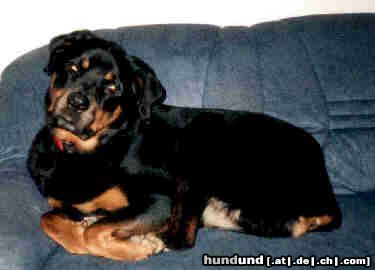 Rottweiler Hunde Foto 13398 Rottweiler Dana auf dem Sofa