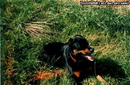 Rottweiler Hunde Foto 13364 Rottweiler Dana im Gras mit Klappohr