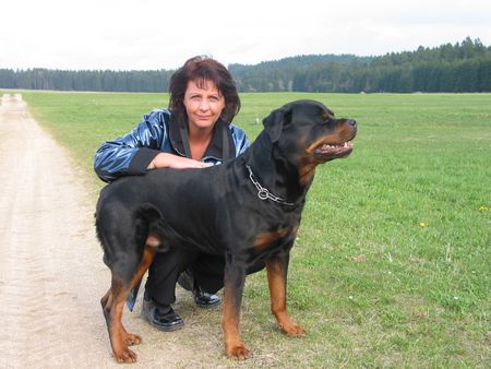 Rottweiler Hunde Foto 1833 Rottweiler Daris vom Nagelschen Freihof