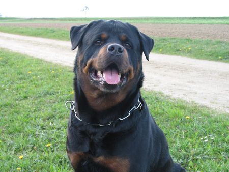 Rottweiler Hunde Foto 1776 Rottweiler Daris vom Nagelschen Freihof