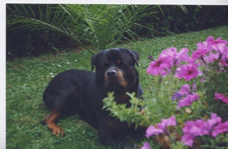 Rottweiler Hunde Foto 2042 Rottweiler Daris vom Nagel'schen Freihof