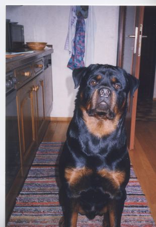 Rottweiler Daris vom Nagel\'schen Freihof