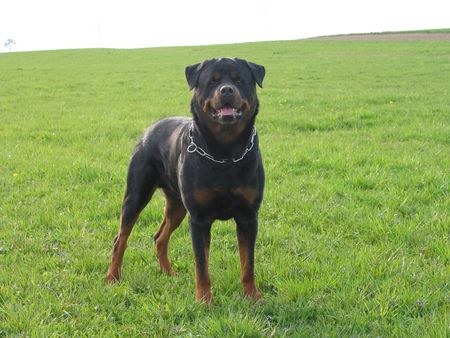 Rottweiler Hunde Foto 1791 Rottweiler Daris