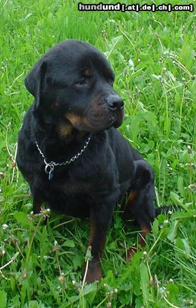 Rottweiler Hunde Foto 11456 Rottweiler Dave vom schwarzen Riesen