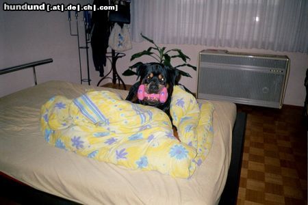 Rottweiler Hunde Foto 10109 Rottweiler Bandito beim Spielen