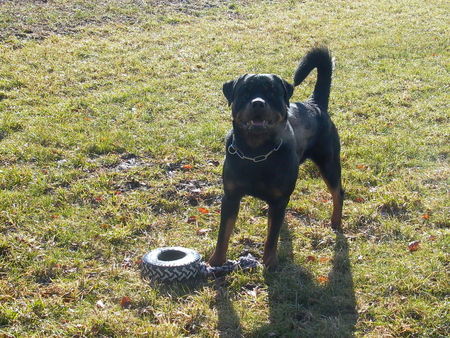 Rottweiler Hunde Foto 41033 Rottweiler Boully beim Spielen