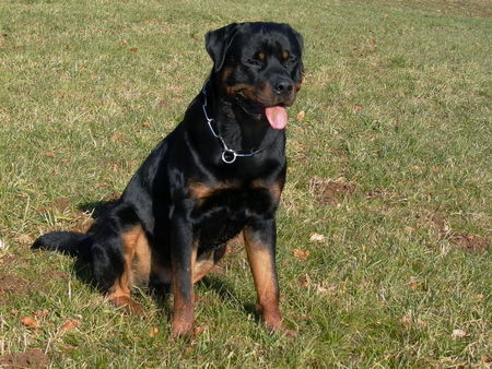 Rottweiler Boully