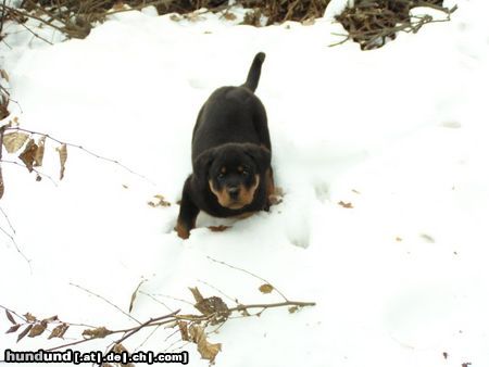 Rottweiler Hunde Foto 8801 Rottweiler Donna 12 Wochen, Spiel mit mir!
