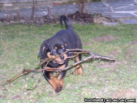 Rottweiler Hunde Foto 8800 Rottweiler Donna, 12 Wochen; die größen Stöcke sind die Besten!