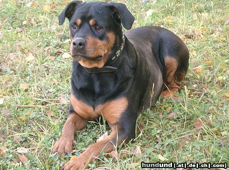 Rottweiler Hunde Foto 8019 Rottweiler Rotti-DONNA