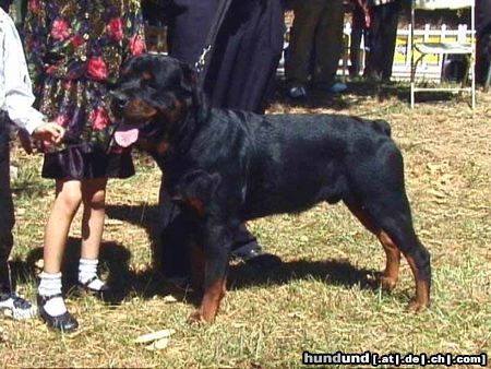 Rottweiler Enrico de Cazar Rotts, alter auf dem Foto 11 Monate