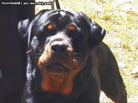 Rottweiler Hunde Foto 10658 Rottweiler Enrico de Cazar Rotts, Kopf